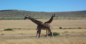 Experience the Magic of a 9-Days Kenya Safari from Nairobi