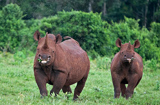 Aberdares in Kenya