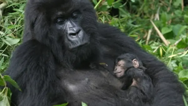 7-Days Rwanda and Uganda Gorilla Trekking Safari
