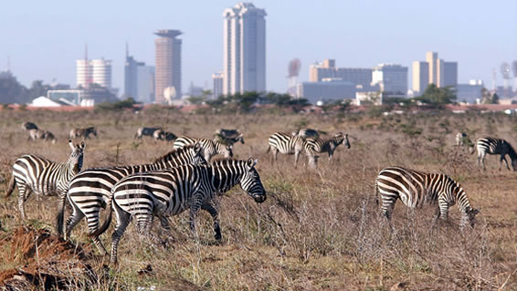 Nairobi landscape
