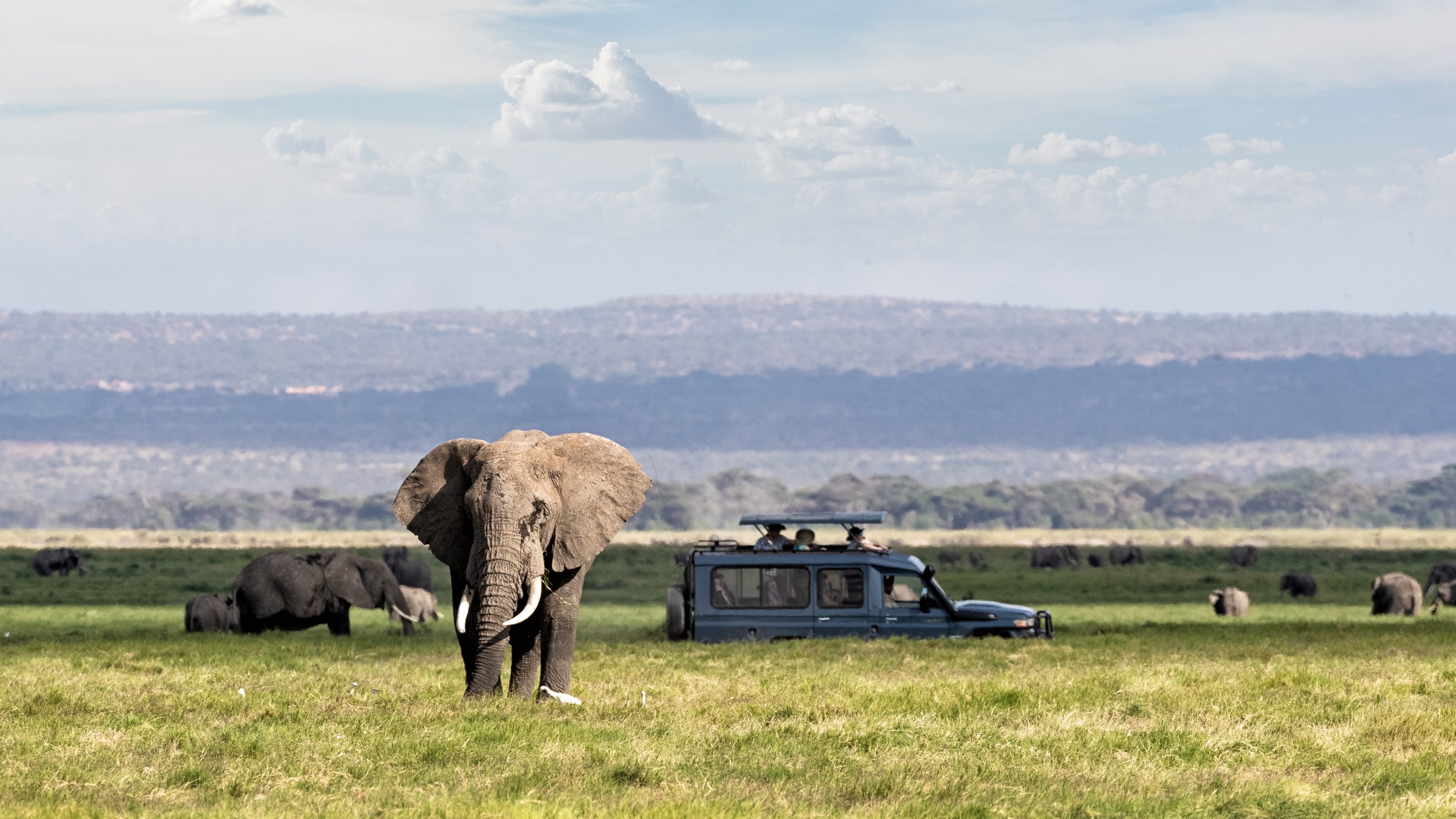 A FAD Land Cruiser beside a bull elephant in Amboseli