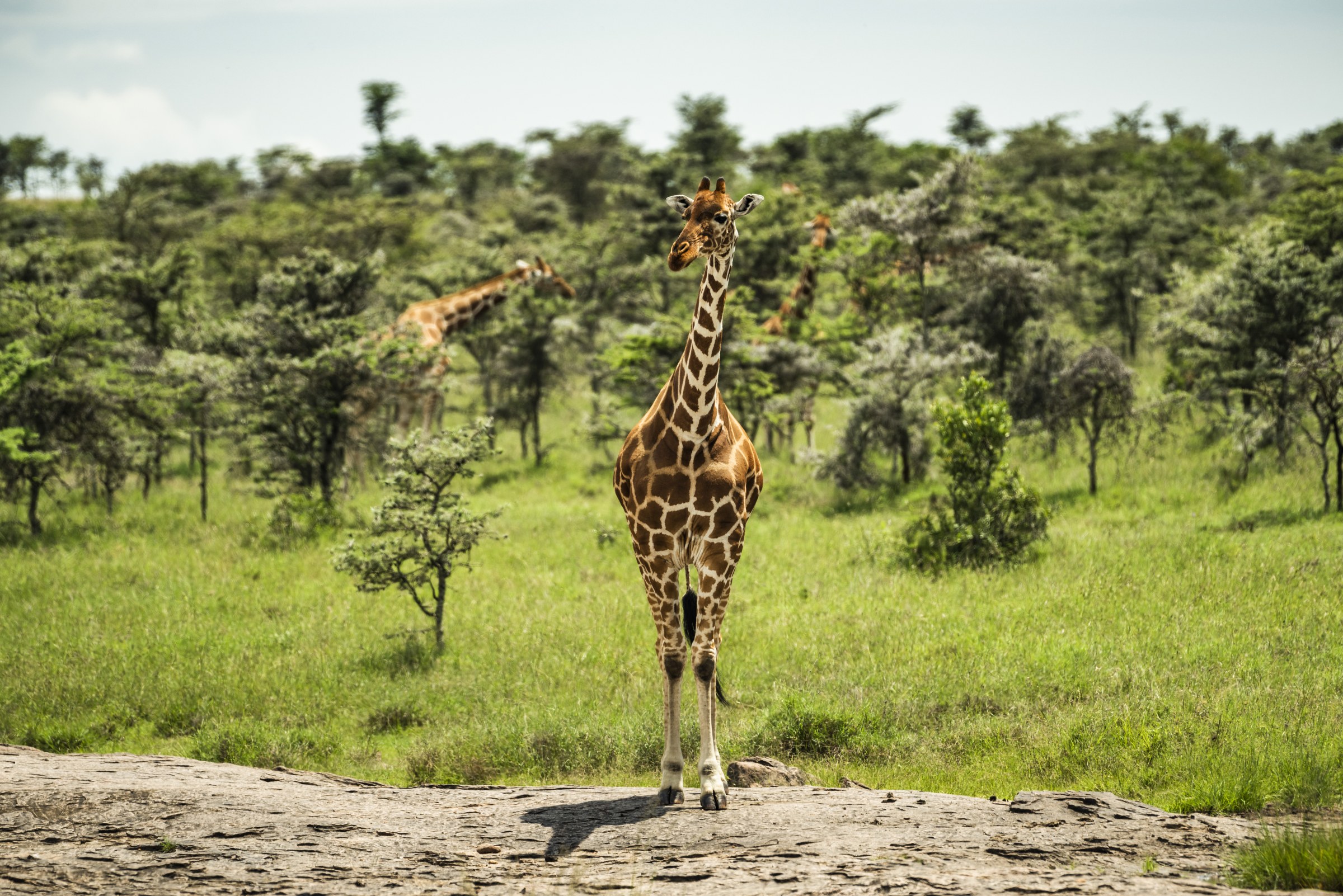 A reticulated giraffe standing in the green bush of northern Kenya