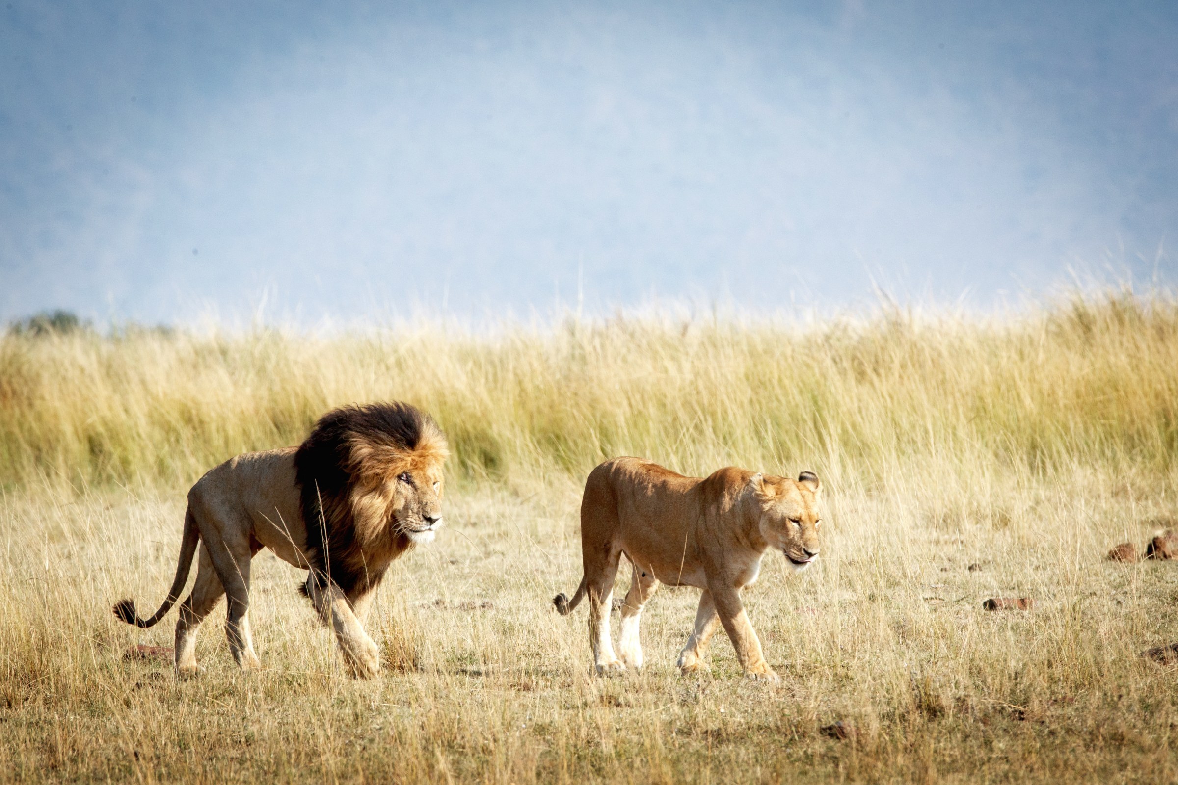 A lion and lioness walking through long savannah grass in Kenya