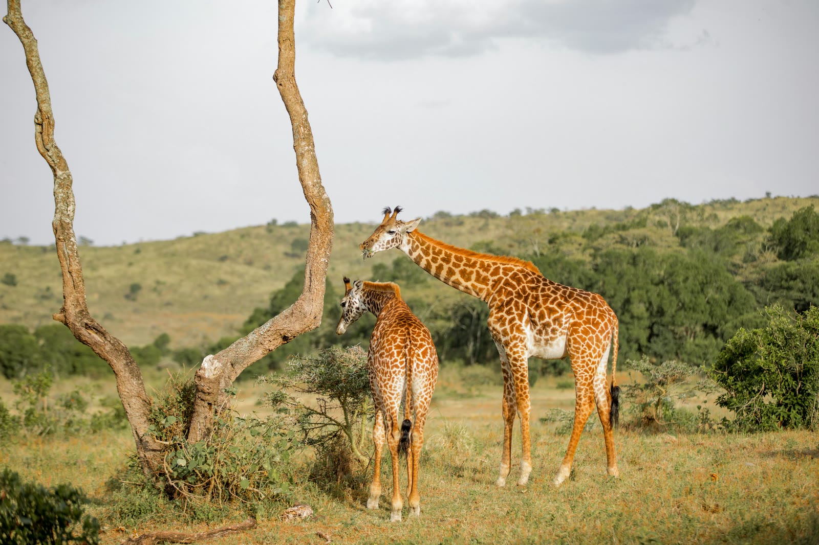 Arusha landscape