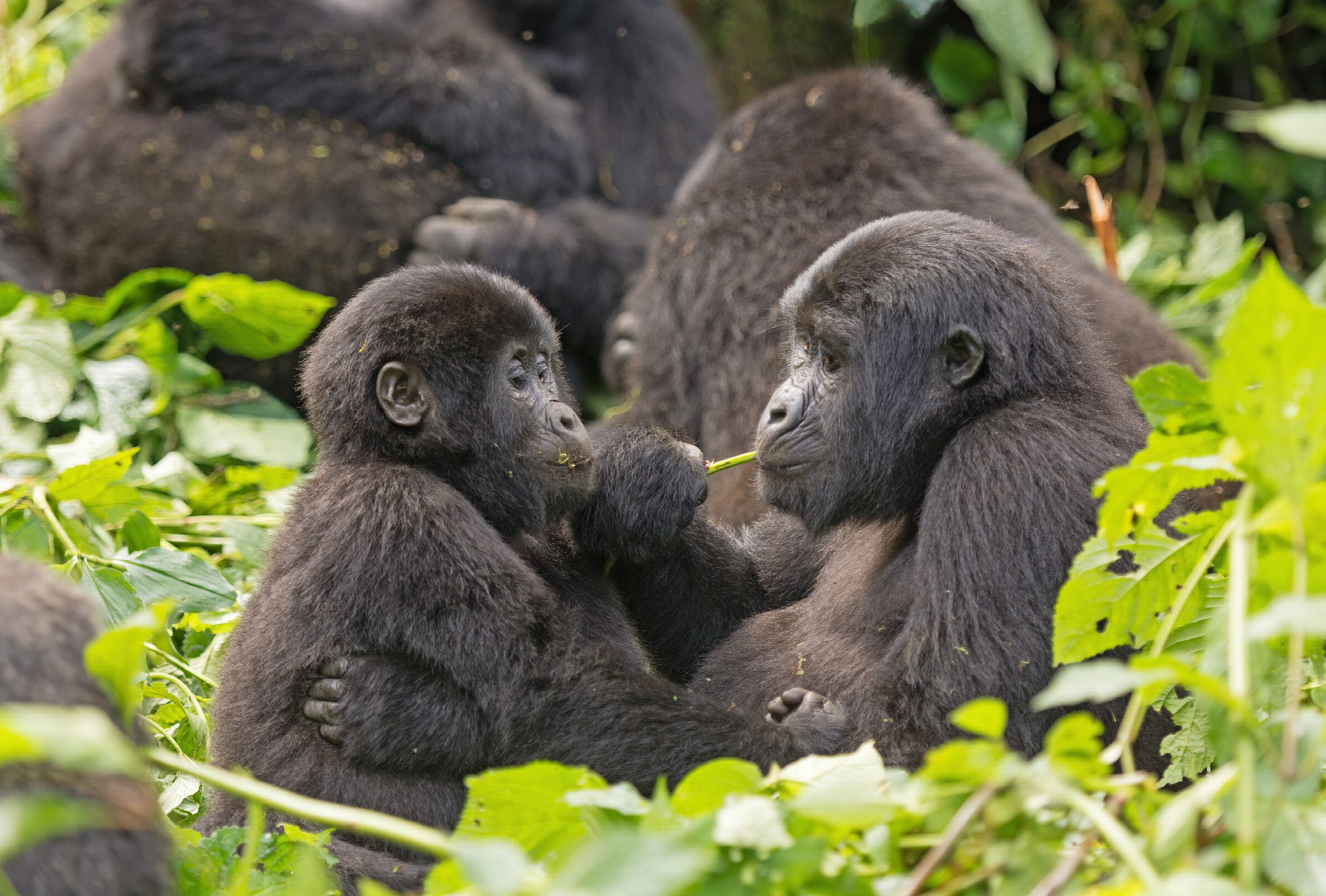 4-Days Uganda Gorilla and Wildlife Safari