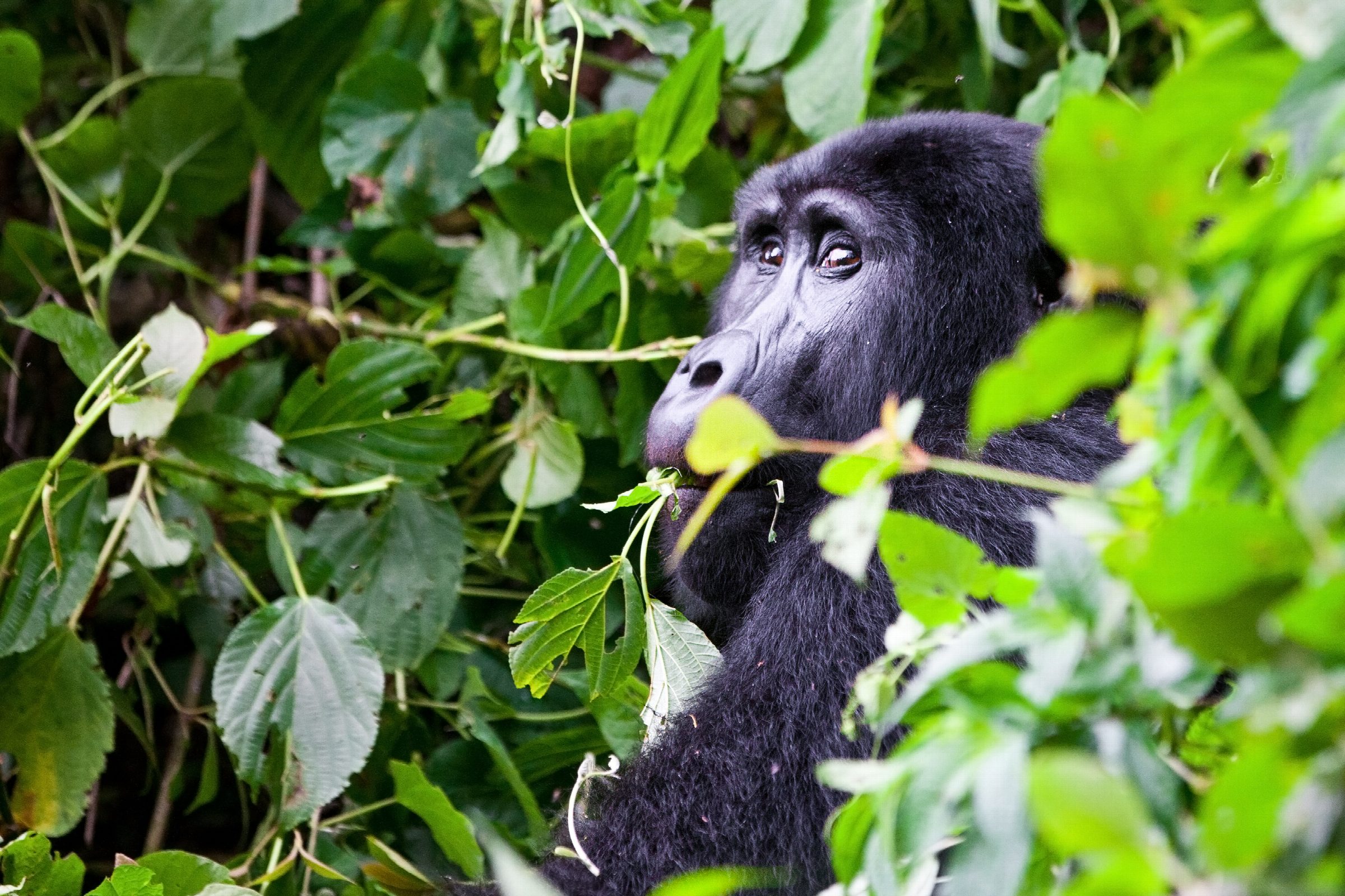 Kibale in Uganda