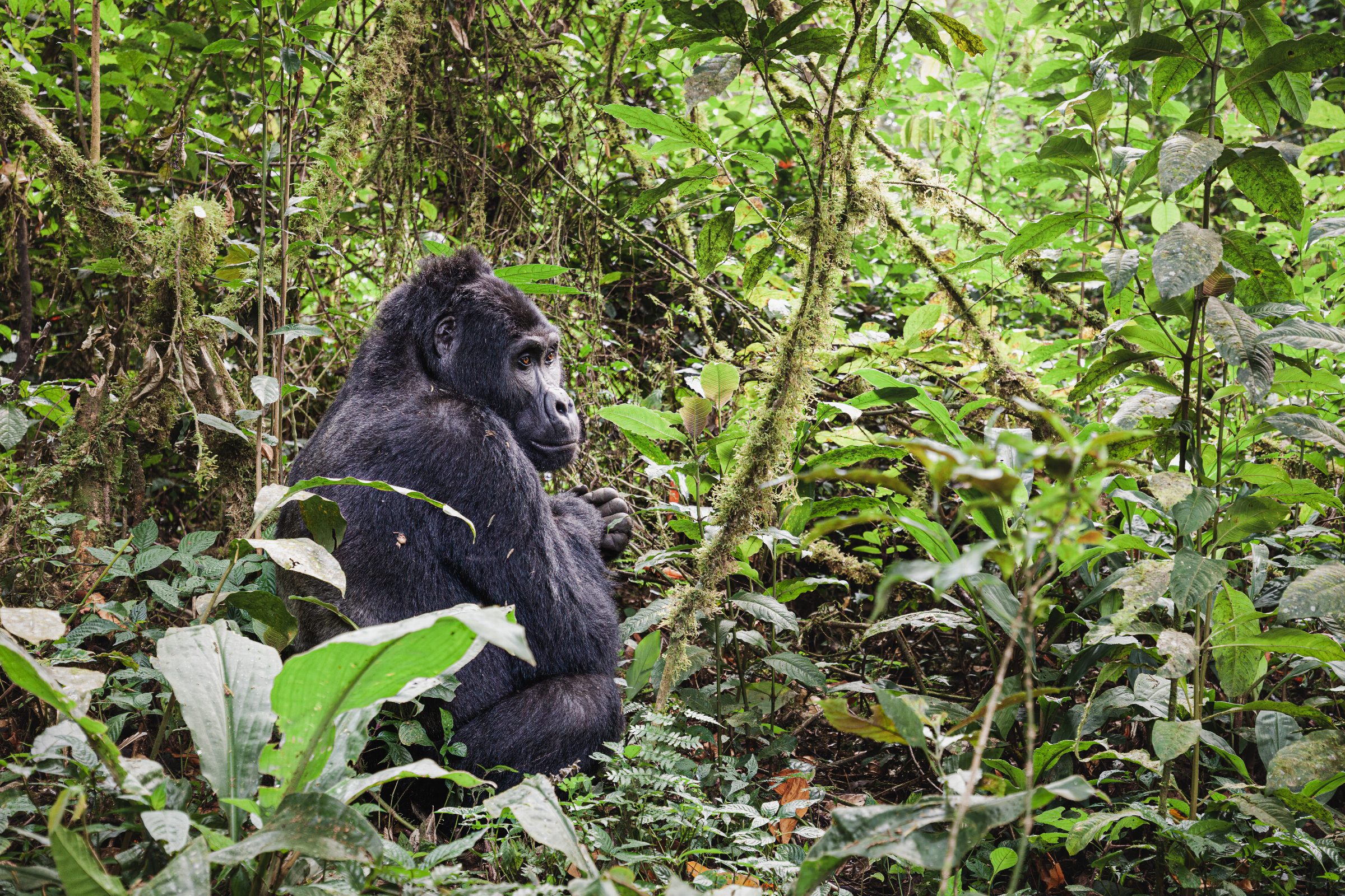 Bwindi in Uganda