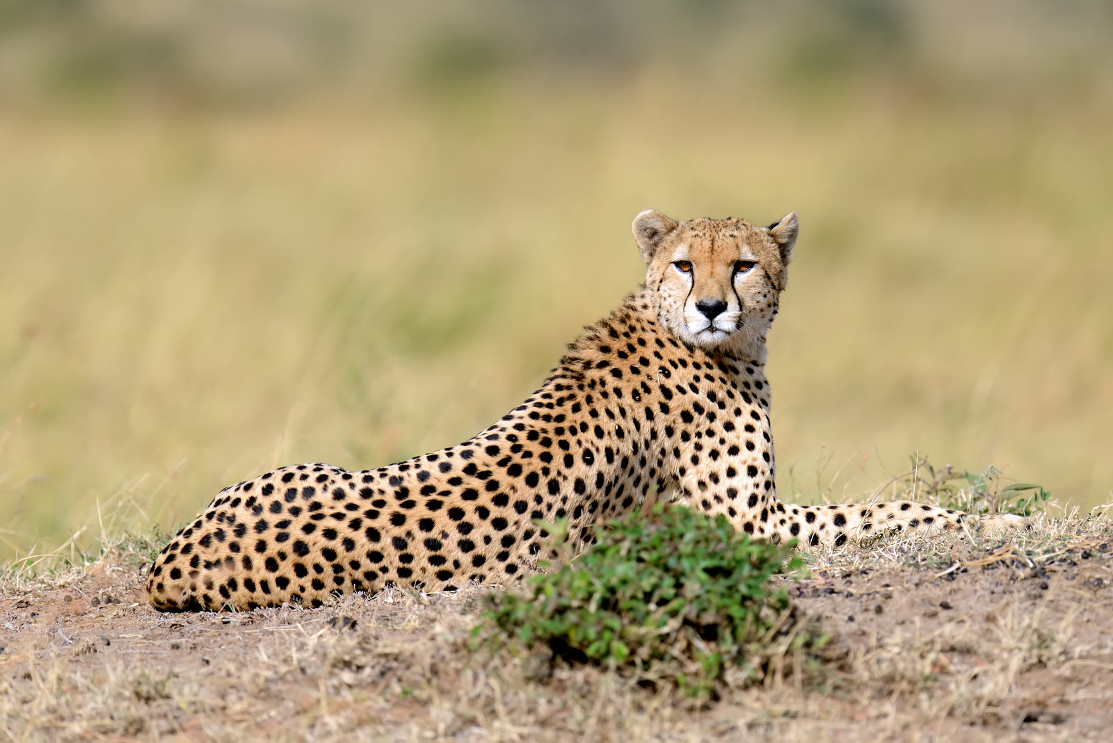 A cheetah resting alertly on the East African savannah