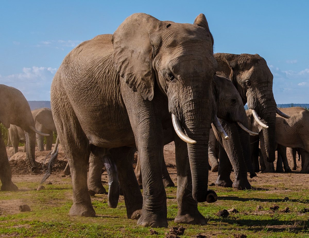 Kenya Adventure Safari Tour | 11-Days Of Safari Game Drives