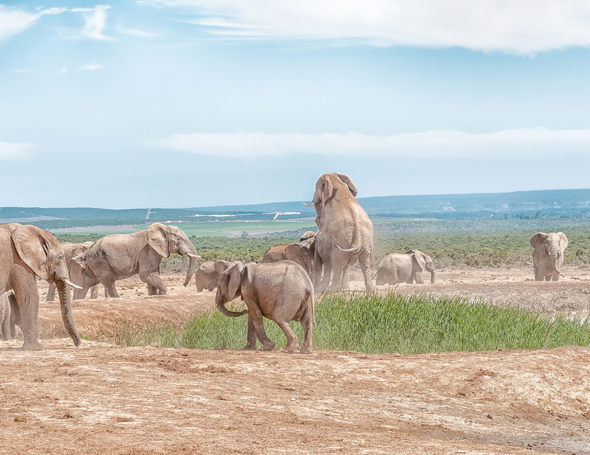 Kenya Adventure Safari Tour | 11-Days Of Safari Game Drives