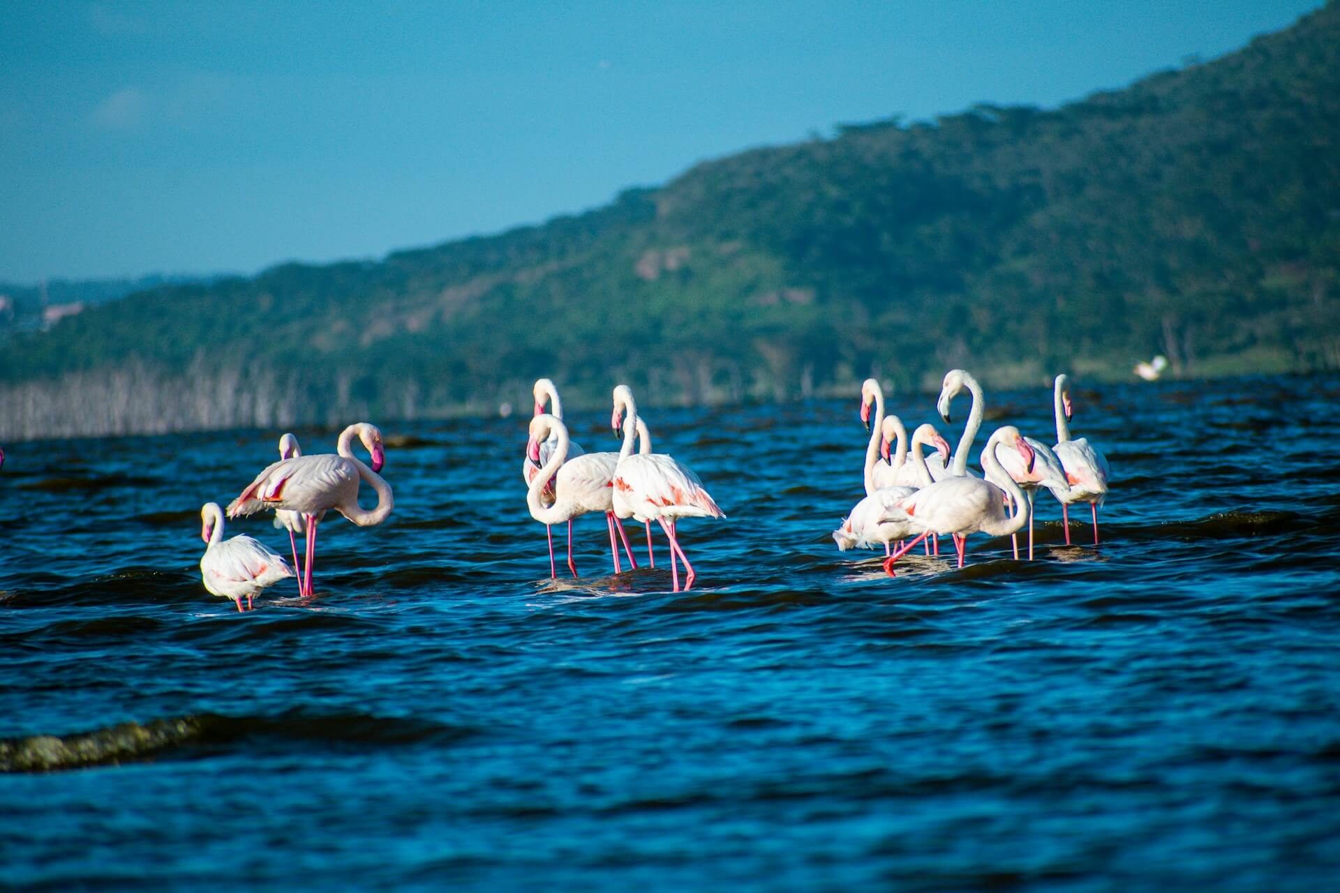 9-Days Kenya Safari from London | Best Tours and Prices
