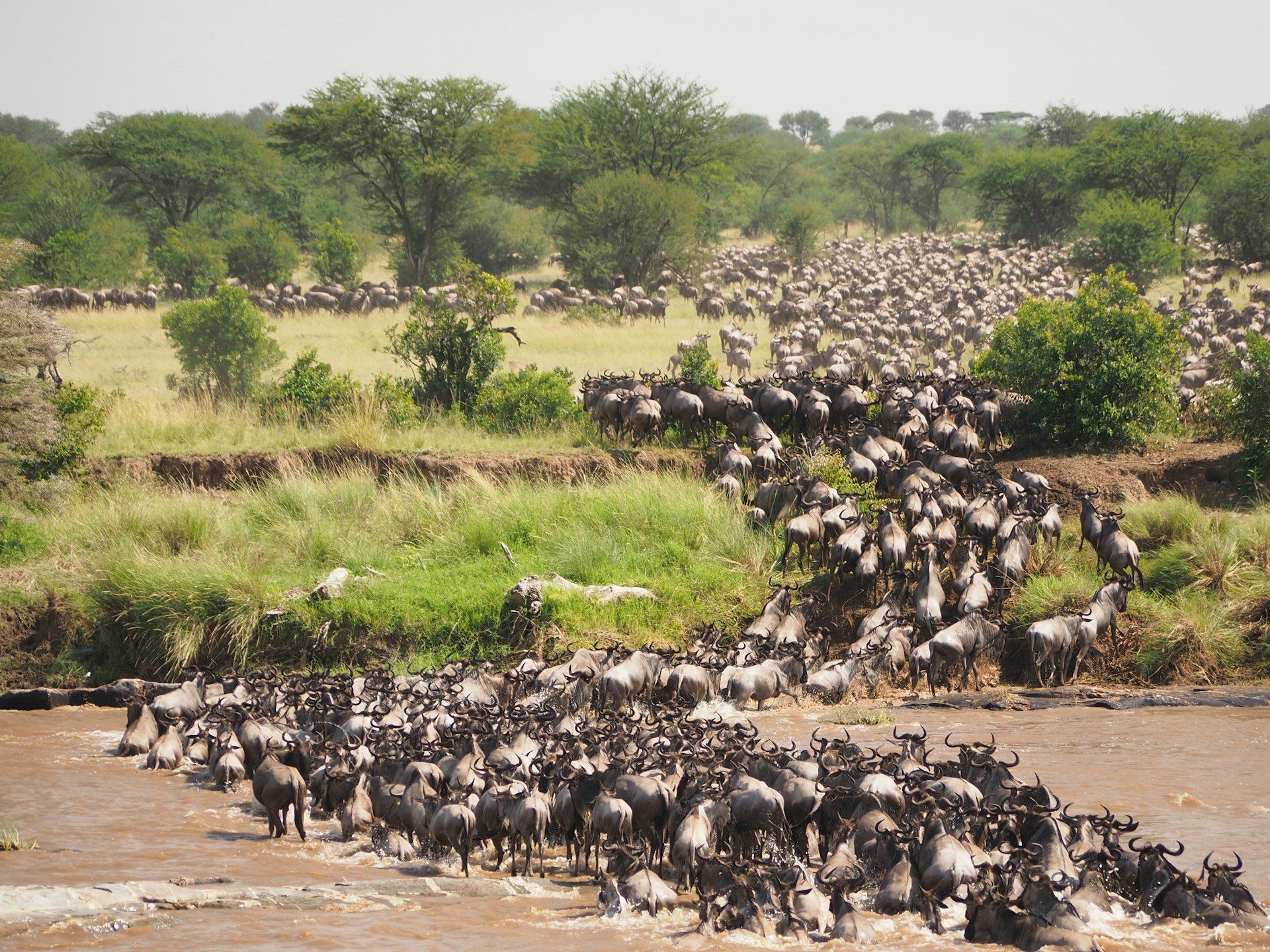 Africa Safari Tour kenya and Tanzania Safaris