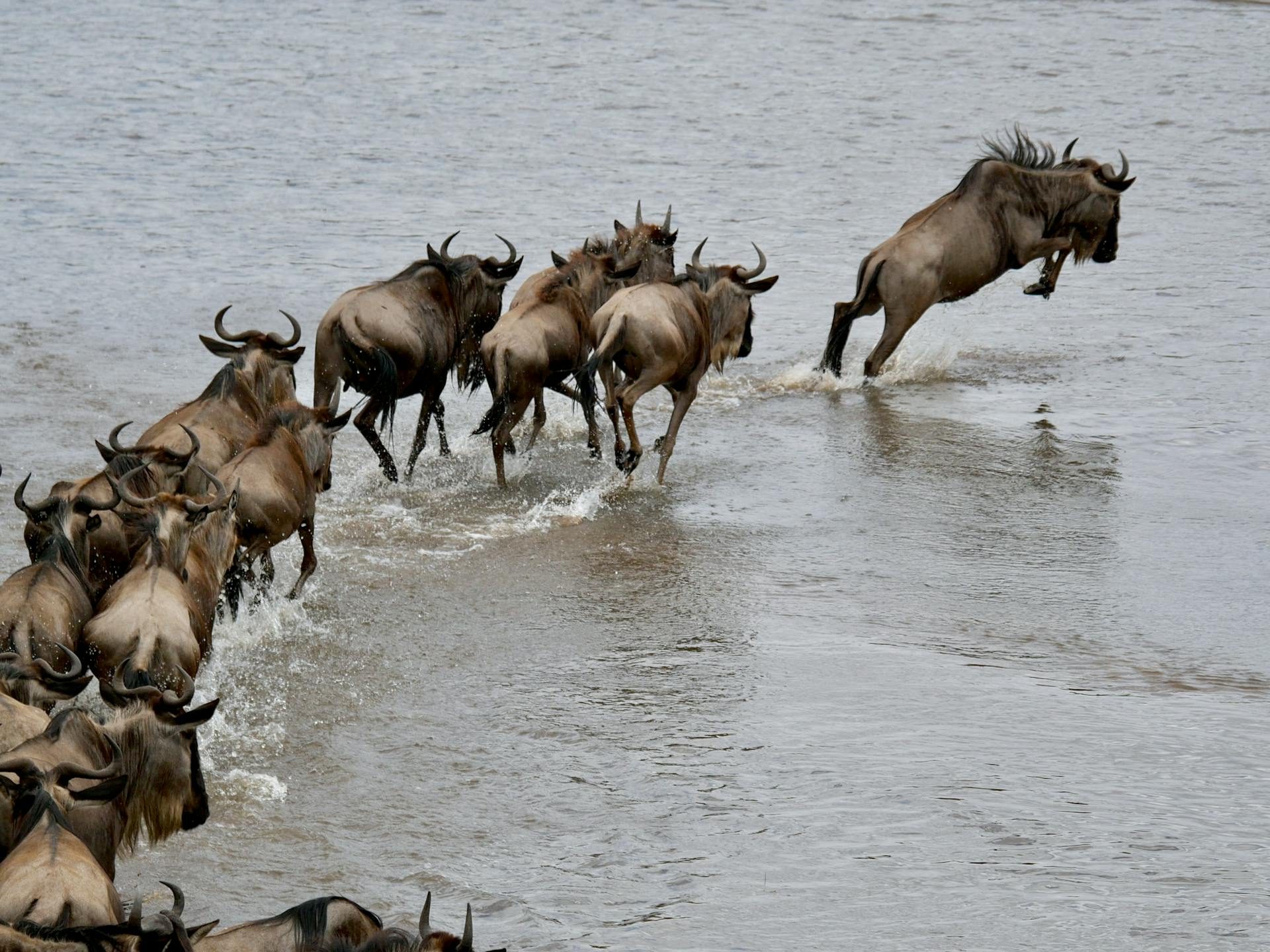 10-Day Kenya and Tanzania Safari Combined Package