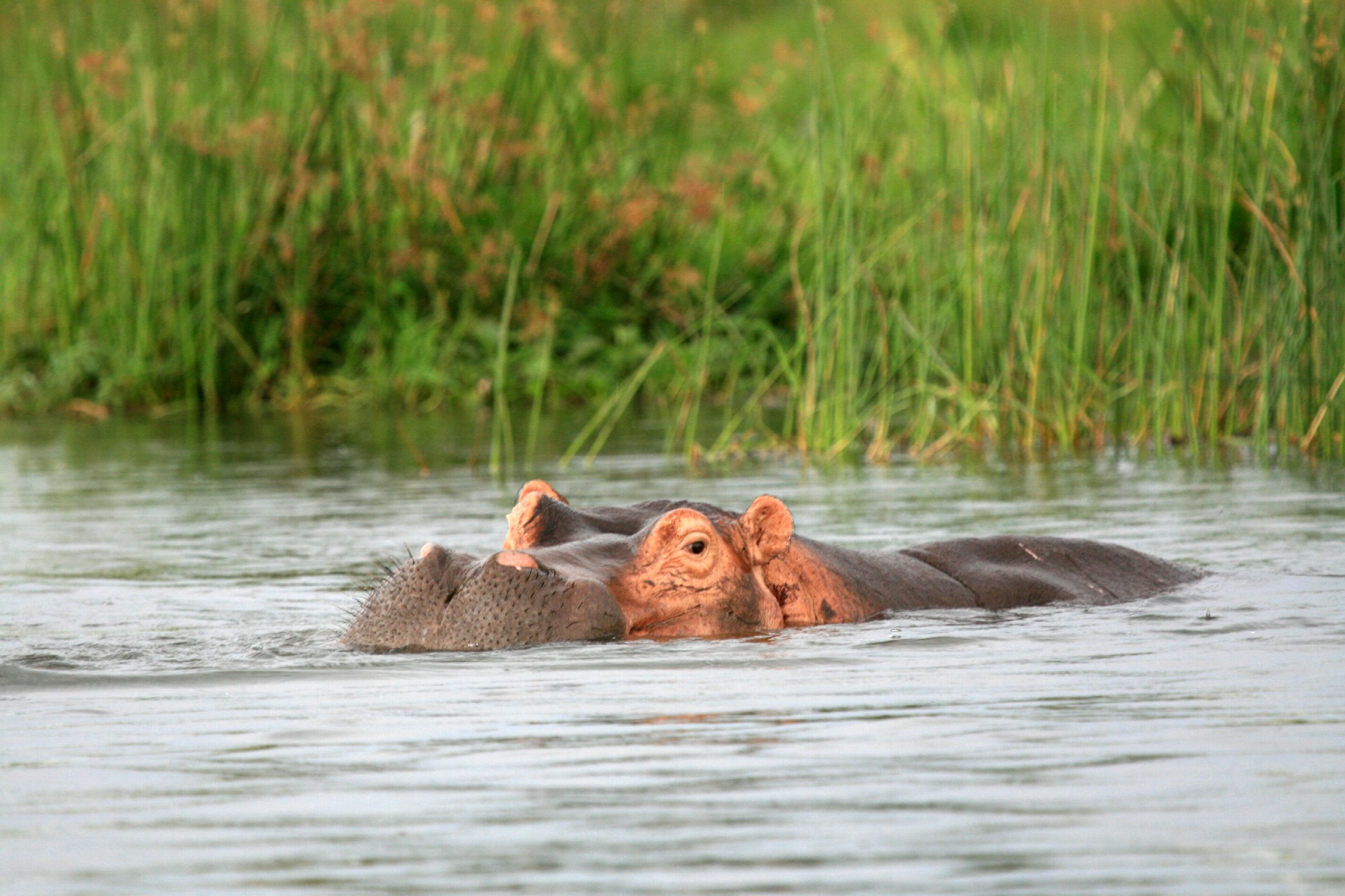 10-Days Uganda Gorilla Trekking Tour Safari