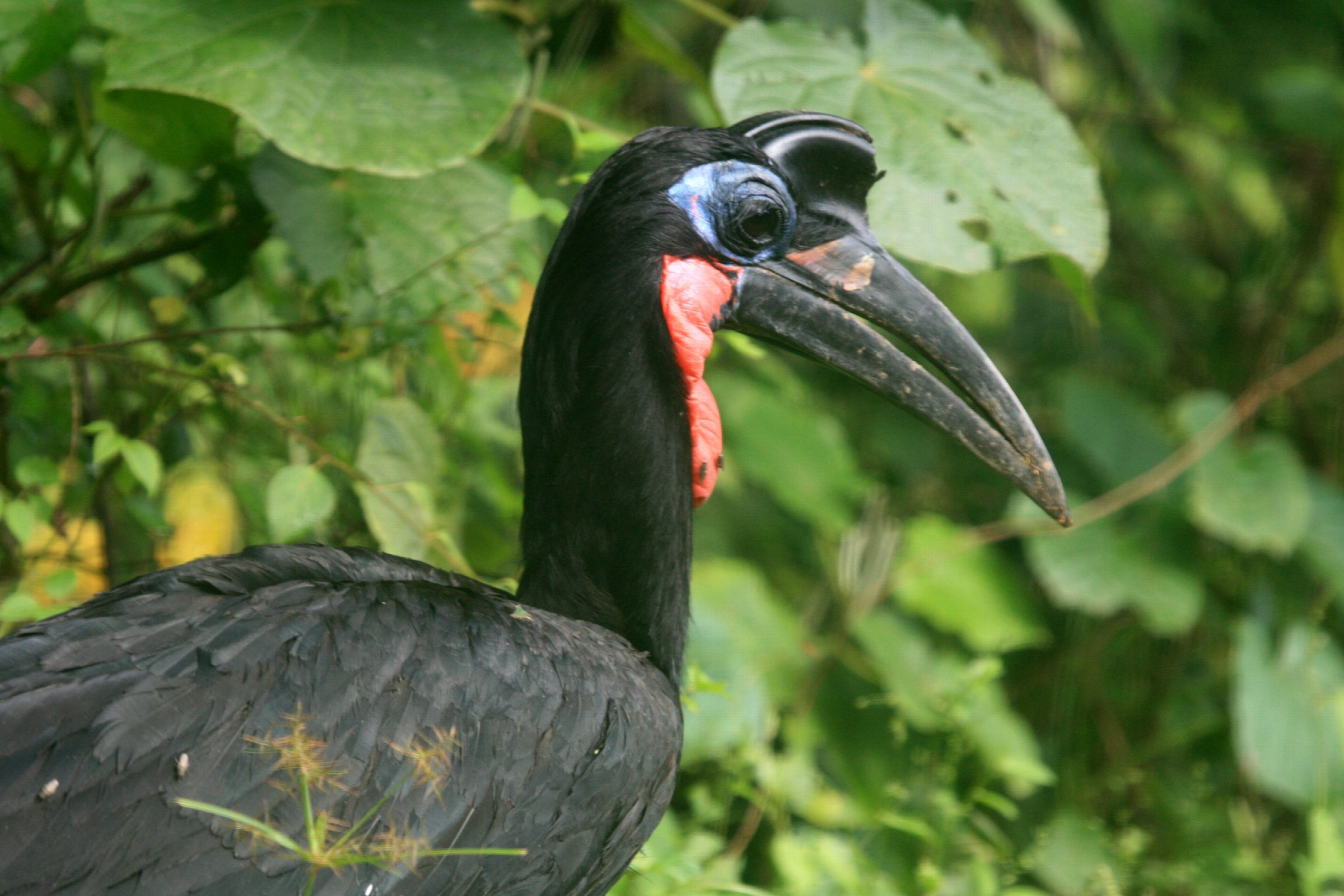 20 Days Uganda Wildlife Safari
