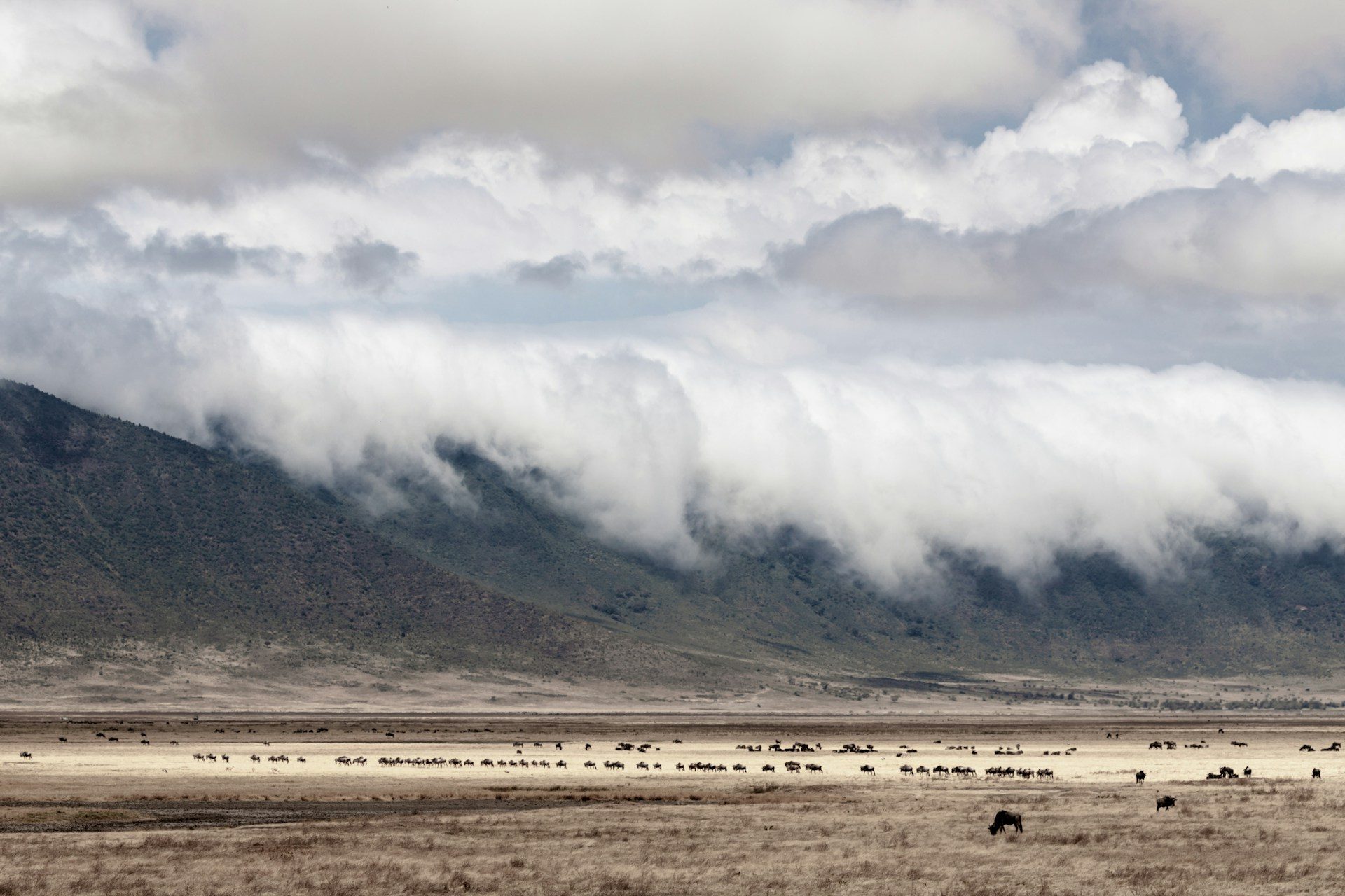 Dream Safari