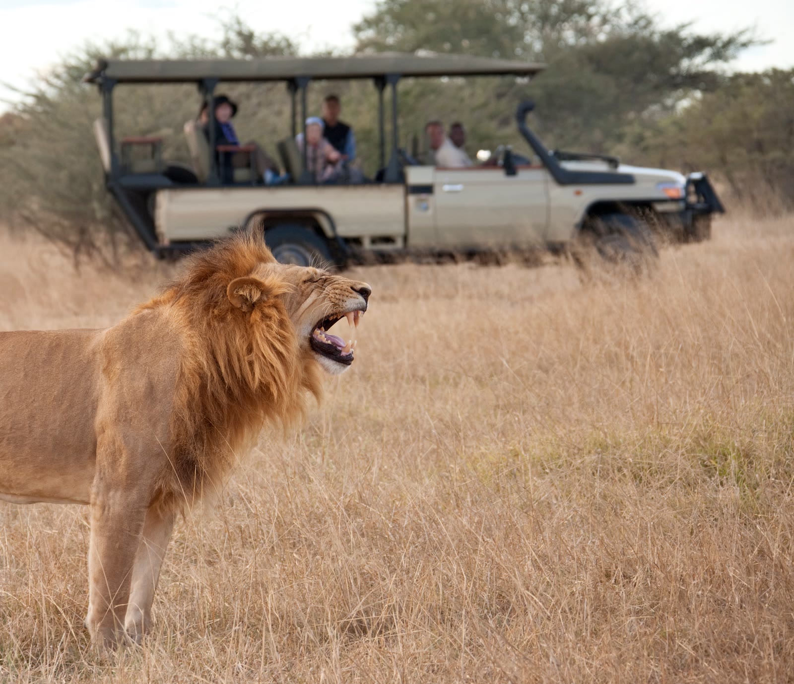 8-Day African Safari | Find Your Dream Trip