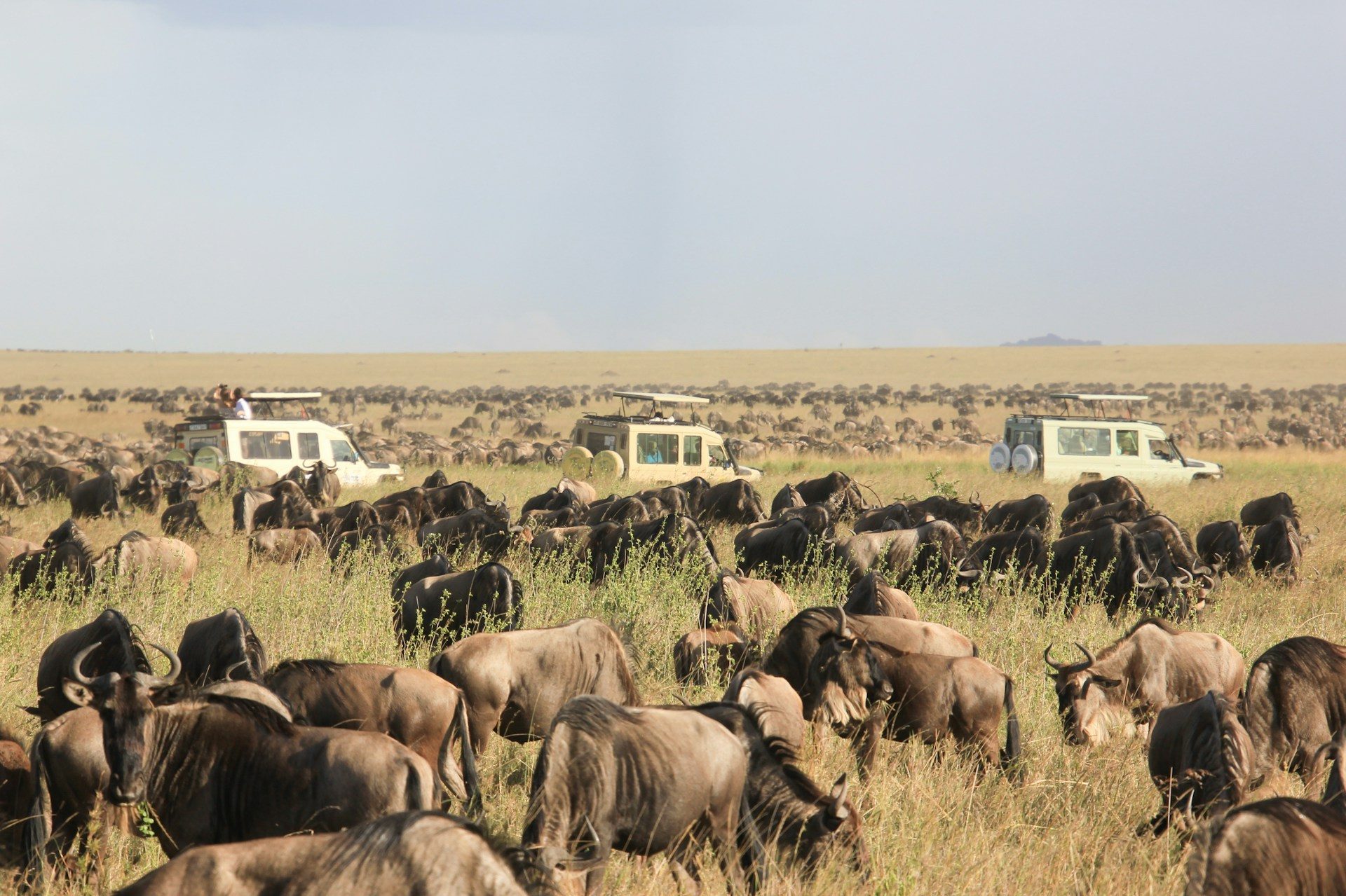 10-Day Kenya and Tanzania Safari Combined Package
