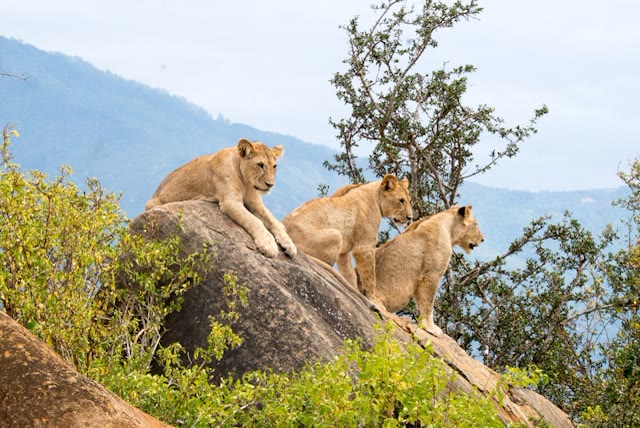 Tsavo East, Kenya